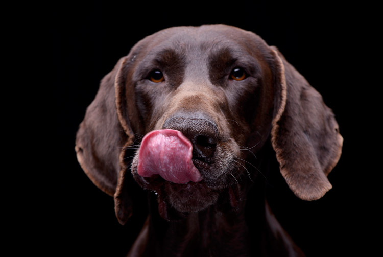 Особенности питания собак: основные аспекты