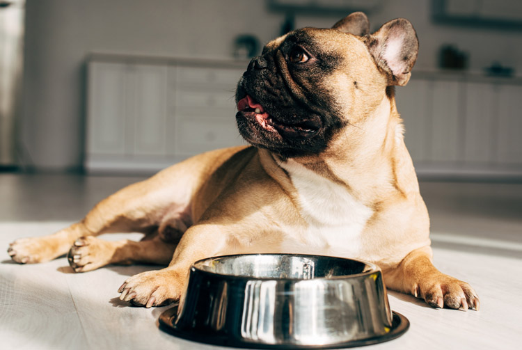 Питание собак при ожирении: что делать