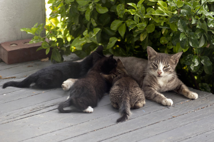 Рацион кормящей кошки — помогаем маме