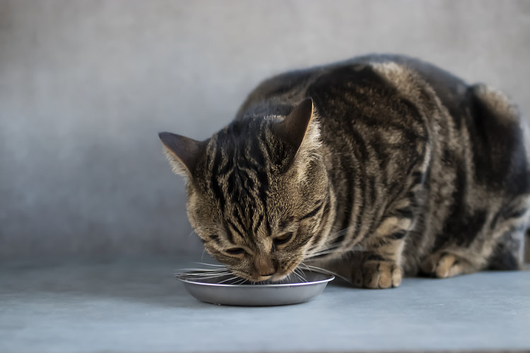 Рацион питания взрослой кошки