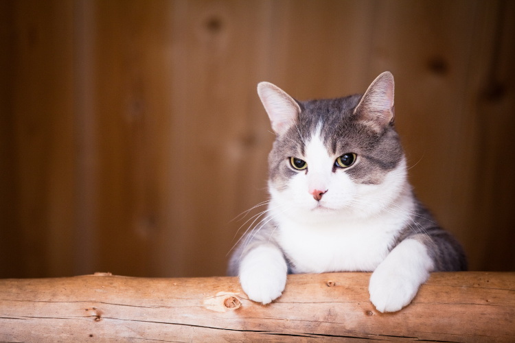 Правильное кормление стерилизованной кошки: таблица суточных норм в  граммах, советы ветеринаров | Blitz