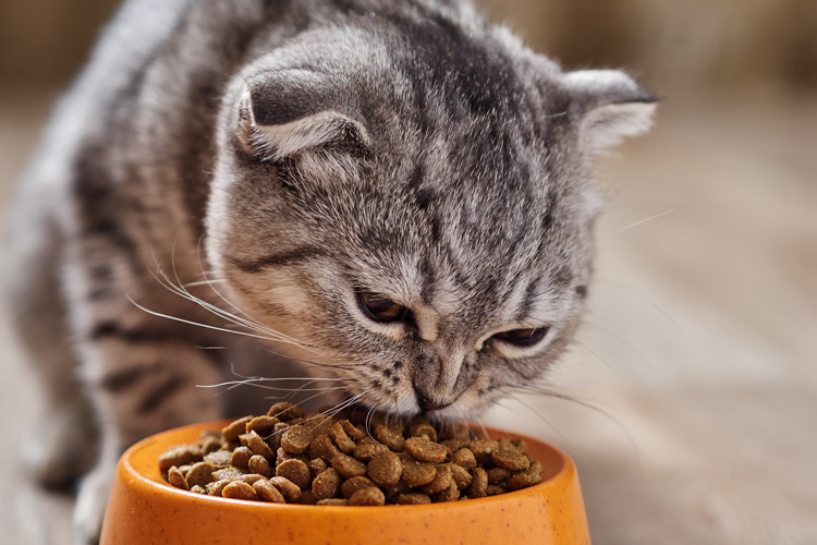 Режим питания кошек сухим кормом