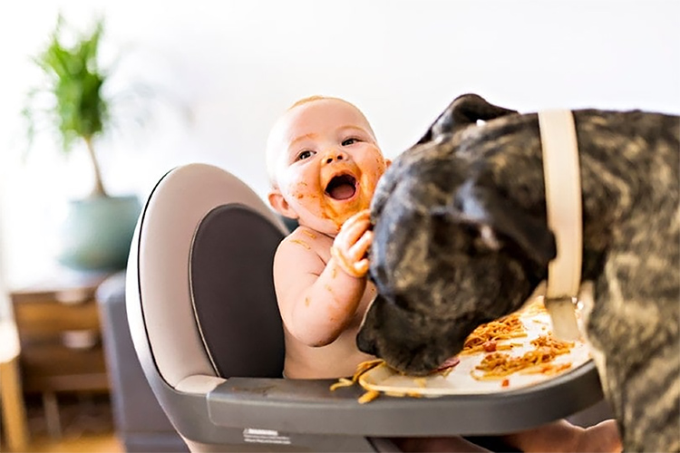 Можно ли кормить собак детским питанием