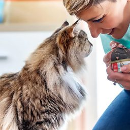 Питание кошек кормами: что нужно знать?