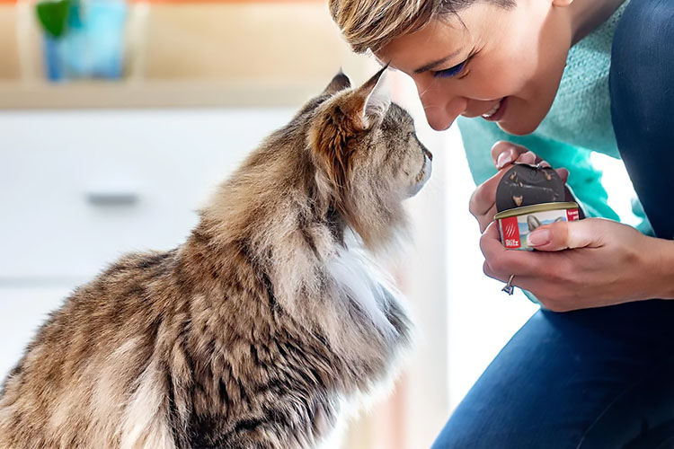Питание кошек кормами: что нужно знать?