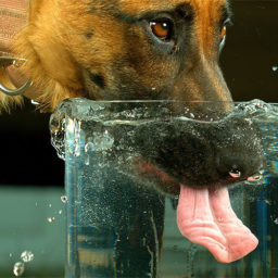 Сколько воды в день должна пить собака?