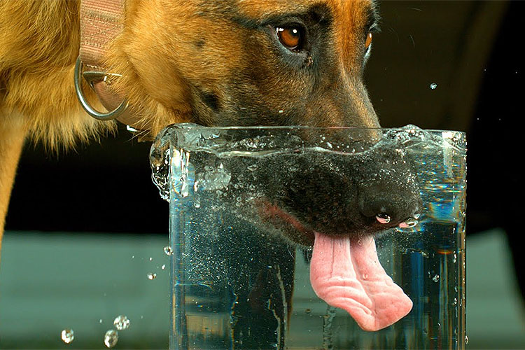 Сколько воды в день должна пить собака?