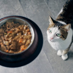Сколько раз в день кормить кота?