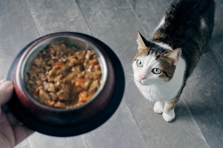 Сколько раз в день кормить кота?