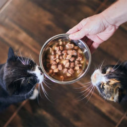 Влажные корма-холистики для кошек