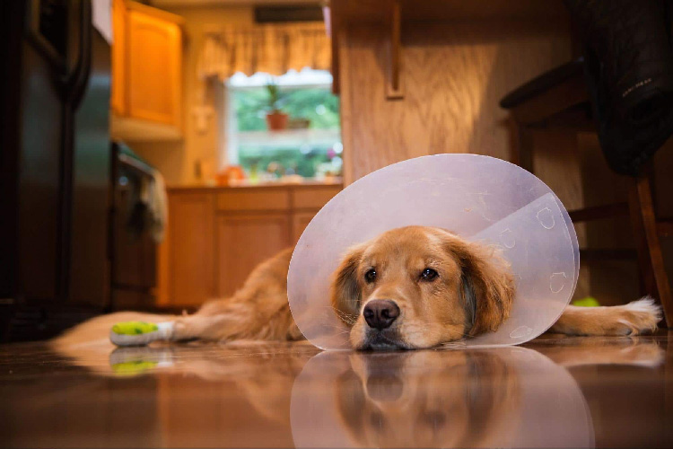 Корм для собак после операции: что подойдёт?