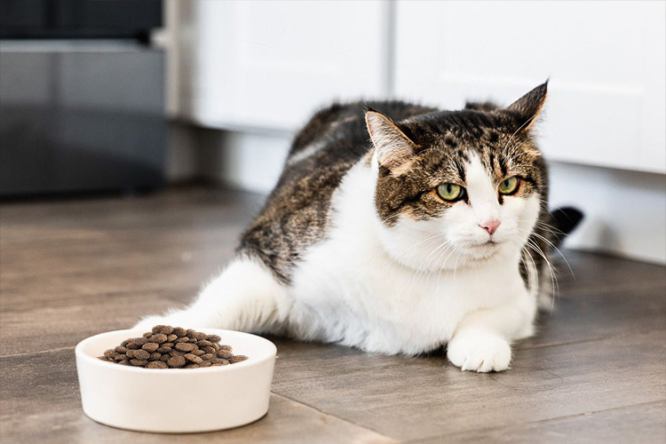 Что делать, если кошка не хочет есть новый сухой корм: лайфхаки | Blitz