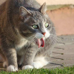 Почему кошку рвёт сразу после еды?