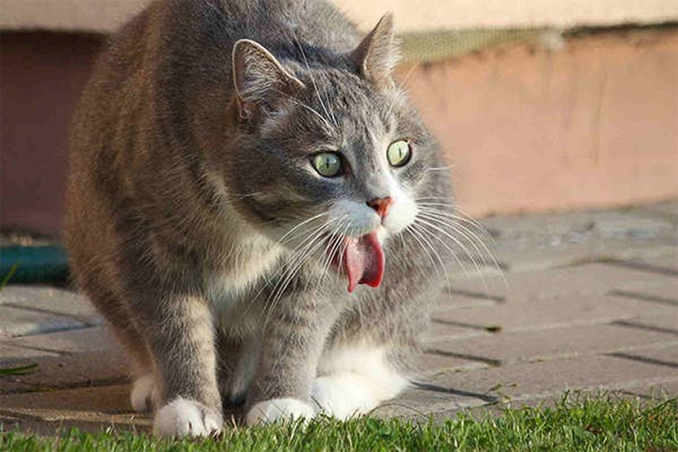 Причины, почему кошку рвёт сразу после еды непереваренной пищей | Blitz