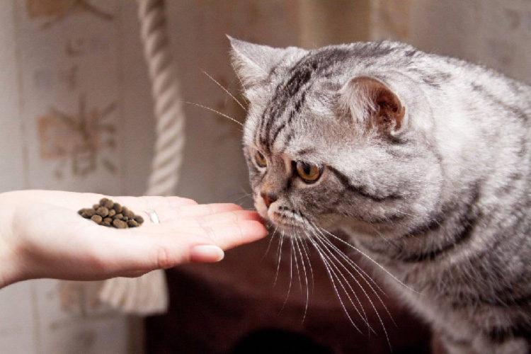 Кошка плохо ест сухой корм!