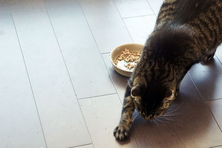 Кошка закапывает миску с едой