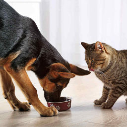 Можно ли котам давать корм для собак?