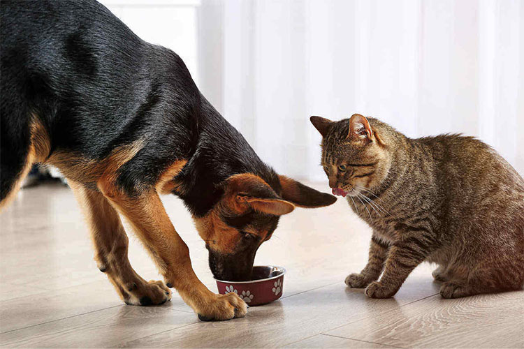 Можно ли котам давать корм для собак?