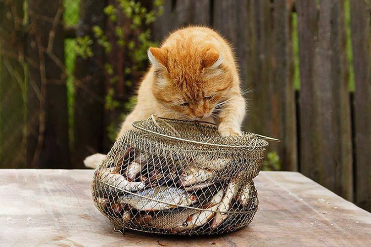 Можно ли котам рыбу?