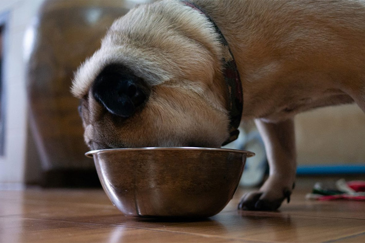 Собака жадно ест