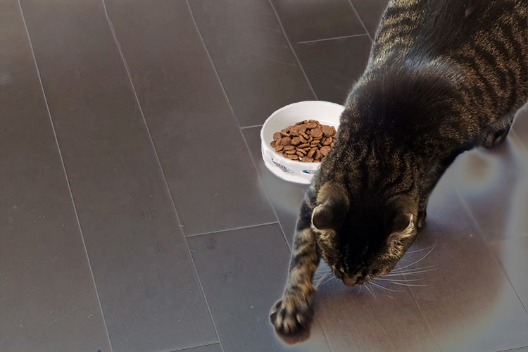 Зачем кошки закапывают миску с едой?